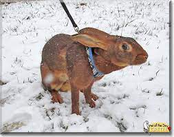 Gretel Belgian Hare April 14 2014