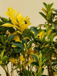 Image result for Celastraceae