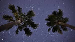 This relative of the horse chestnut is also favored by hummingbirds. Palm Trees Night Stock Video Footage Royalty Free Palm Trees Night Videos Page 7