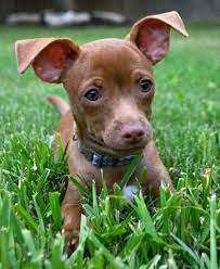 Diego The Chihuahua Mix Chihuahua Terrier Puppies Chihuahua