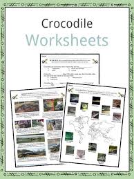 Crocodile Facts Worksheets Species Habitat Information