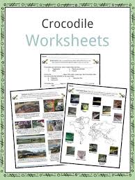 crocodile facts worksheets species habitat information