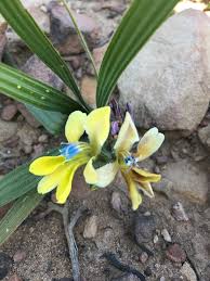 Image result for Babiana bainesii