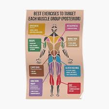Webmd provies information about the antomy of the calf muscle including the function, conditions affecting the calf including injuries, and much more. Exercise Diagram Posters Redbubble