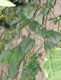 Notebook modellerine en yeni nesil işlemci ve ekran kartlarını kullanan monster'ın, adını türk mitolojisinden alan dizüstü bilgisayar serilerini inceleyin! Photo 40575 Monstera Siltepecana Plant Lust