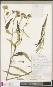 Image result for Vernonia guineensis