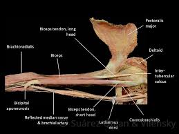 You'll also be able to interact and see layers of your. Muscles Of The Upper Arm Biceps Triceps Teachmeanatomy
