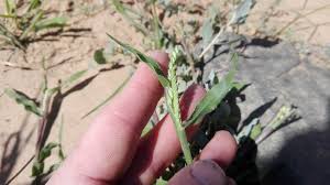 Image result for Urochloa panicoides