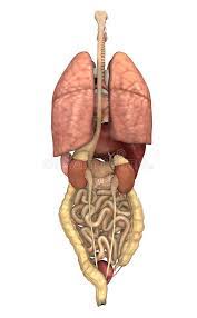 Image showing internal organs in the back. Internal Organs Back View Stock Illustrations 86 Internal Organs Back View Stock Illustrations Vectors Clipart Dreamstime