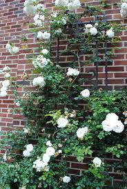 Hansa Rose Garden337 White Climbing Roses Climbing Flowers Trellis Plants