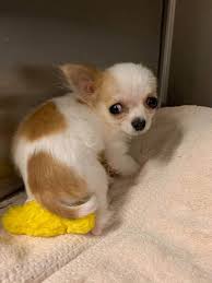 Maybe you would like to learn more about one of these? Animals Rescued In Puppy Mill Case Approved For Adoption Crime Indexjournal Com