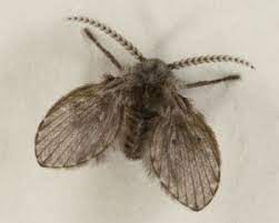 How Can I Get Rid Of Drain Flies Colonial Pest Control