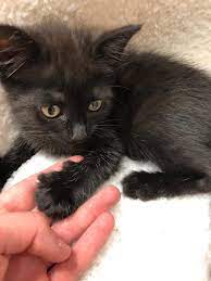 Cats Protection Forest Of Dean Branch Home Facebook