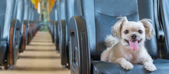 Based out of arizona, happy tails travel is an experienced pet relocation company. International Pet Shipping Scandasia
