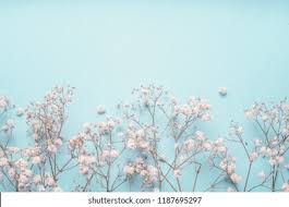 Baby S Breath Images Stock Photos Vectors Shutterstock