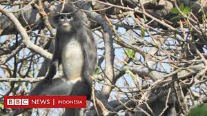 Check spelling or type a new query. Spesies Monyet Yang Baru Ditemukan Di Myanmar Sudah Menghadapi Kepunahan Bbc News Indonesia