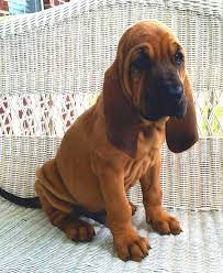 Bloodhound Dog Breed Information Bloodhound Puppies Hound Puppies Bloodhound Dogs