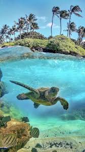 Top 27 sea animals wallpapers in hd. Turtle Wallpaper Nawpic