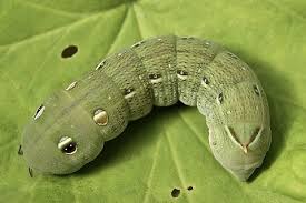 Image result for Hippotion celerio