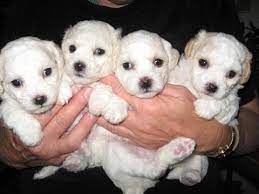 Yasmine (abby) companion to janet in pa. Bolognese Puppies