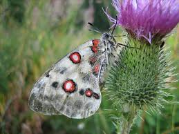 Image result for Parnassius apollo