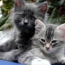 Your liver does a lot for you, like filter your blood and break down food. Feline Hepatic Lipidosis Fatty Liver Disease In Cats Pethelpful