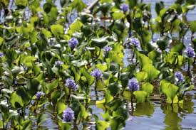 Image result for Pontederia crassipes