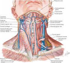 Video full miss a prank ayang ojol terbaru. Neck Vains And Artories Internal Jugular Vein Anatomy Function And Significance The Internal Jugular Vein Ijv Is The Major Venous Return From The Brain Upper Face And Neck