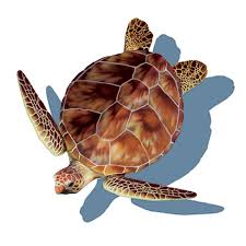 Porcelain Loggerhead Turtle W Shadow Large Size 24 X 31 Turtle Art Sea Turtle Art Loggerhead Turtle