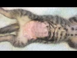 Well, it is time for cuddles to be spayed! Kitten Spay Youtube