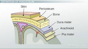 Diagram of a long bone. Periosteum Of Bone Definition Function Biology Class 2021 Video Study Com