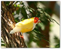 Lady Gouldian Finch Pet Birds Bird Photo Birds