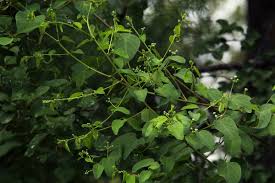 Image result for Helinus