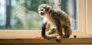 We did not find results for: Keeping Monkeys As Pets Is Extraordinarily Cruel A Ban Is Long Overdue