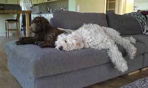 Don't miss what's happening in your neighborhood. Australian Labradoodle Colours Norrland Labradoodles