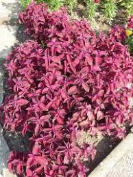 Image result for foto moud Forsterův