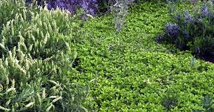 The choice hands down is a group of ground cover oreganos. Origanum Vulgare Aureum Creeping Golden Marjoram