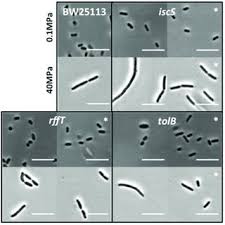 Après vianney ta voix on dirait un klaxon de alain souchon, je vous présente : Pdf Genes Required For Growth At High Hydrostatic Pressure In Escherichia Coli K 12 Identified By Genome Wide Screening