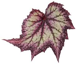 Image result for Begonia nyassensis