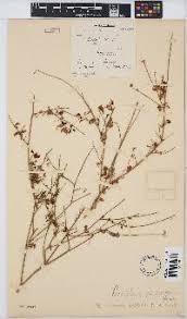 Image result for Crotalaria platysepala