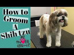 Grooming Guide Grooming Shih Tzu 23 Youtube Shihtzu Shih Tzu Shih Tzu Grooming Shih Tzu Puppy