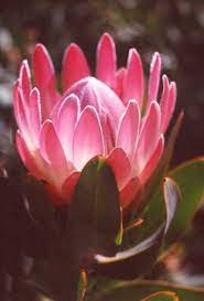 Protea Pink Duke Australian Flowers Australian Native Plants Australian Native Flowers