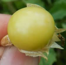 Image result for Physalis peruviana