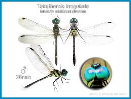 Image result for Tetrapogon tenellus