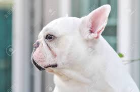 Bulldog Francés Blanco, Cara De Perro Fotos, retratos, imágenes y  fotografía de archivo libres de derecho. Image 87164772