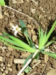 Image result for Sisyrinchium micranthum