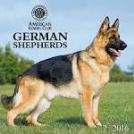 The Difference Between German and American German Shepherds