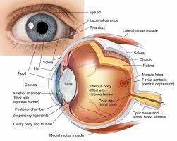Anatomy Of The Eye Human Eye Anatomy In 2021 Eye Anatomy Human Anatomy And Physiology Anatomy