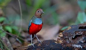 3984d North Moluccan Pitta Erythropitta Rufiventris Northern Moluccas Indonesia