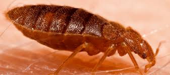 Others might be mottled, with spots of brown and black on a lighter background. Bugs That Look Like Bed Bugs Identification Tips Abc Blog